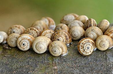 《符文工房》系列最新作《符文工房 龙之天地》 主要角色介绍影片陆续更新中！ 