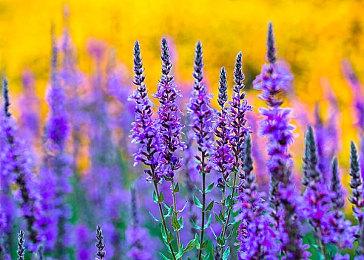 《仙剑七》DLC《人间如梦》正式上线 首周9折优惠